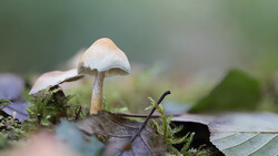 Two small white mushrooms growing on moss-covered wood with shallow depth of field.