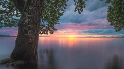Large tree trunk beside still water at sunset with pink and gold sky reflected on the surface.