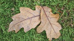 Two dried oak leaves resting on vibrant green moss.