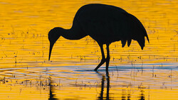 Silhouetted wading bird bending down in shallow water at golden hour.