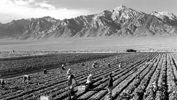 Agricultural workers harvesting crops in rows across a vast desert valley beneath dramatic snow-capped mountains.