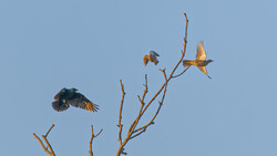 Three birds in flight around bare branches against a clear blue sky.
