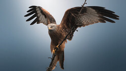 Eagle with spread wings perched on a branch against a blue sky.