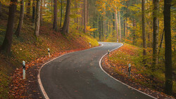 Winding asphalt road through autumn forest with golden foliage and fallen leaves.