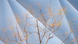 Dried plant branches with delicate seed pods backlit by soft blue sky and white fabric.