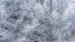 Frost-covered vegetation with intricate ice crystal formations creating delicate white patterns across dried plants and grasses.