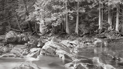 Forest stream with rocks and fallen logs beneath tall evergreen trees in black and white.