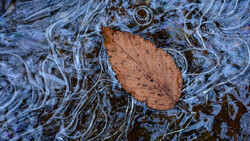 Brown autumn leaf floating on water with rippling surface and ice crystals forming around edges.