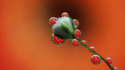 Green poppy seedpod surrounded by red water droplets against an orange background.