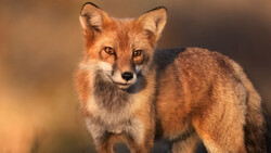 Red fox standing alert with direct gaze toward camera against blurred warm background.