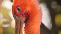 Close-up of a red bird's head with distinctive facial markings and sharp beak.