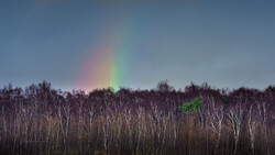 Rainbow arcing over a dense birch forest under overcast sky.