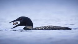 Black loon swimming in calm water with a small fish in its beak, white spotting visible on wings and back.