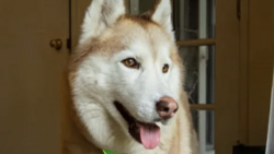 Husky dog with tan and white coat, tongue out, wearing a bright green collar indoors.
