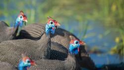 Four guinea fowls with vibrant blue facial markings perched on textured gray rocks near water.