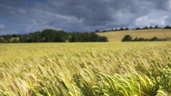 Vast grain field with ripening crops stretching toward tree line under dramatic cloudy sky.