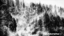 Misty forest landscape with dense coniferous trees partially obscured by fog and clouds.
