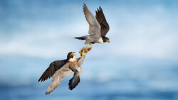 Two peregrine falcons in mid-air engaging in food transfer, with ocean and sky in background.