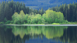 Forested shoreline with deciduous trees reflected in still lake water beneath coniferous forest.