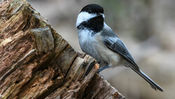 Black-capped chickadee perched on a rough wooden branch with soft blurred background.