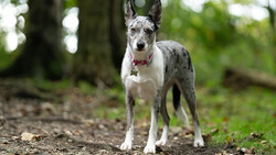 Gray and white dog standing alert on a dirt path surrounded by green foliage.