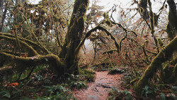 Moss-covered trees frame a winding dirt path through a dense, leafless forest in autumn or winter.