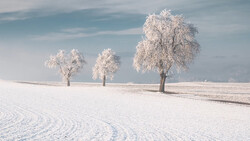 Three frost-covered trees in a snowy field under a partly cloudy sky.