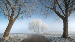 Frost-covered trees frame a misty rural road with fog-shrouded trees in the distance.