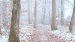 Misty forest pathway lined with bare trees and fallen leaves on the ground.