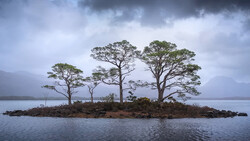 Windswept pine trees on a small rocky island in a misty lake surrounded by distant mountains.