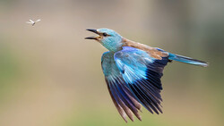Iridescent blue kingfisher in flight with wings spread, pursuing a small insect against a soft, blurred background.