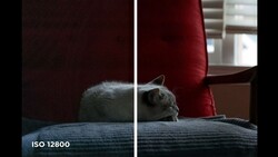 Side-by-side comparison showing a gray cat on fabric at ISO 12800, demonstrating noise levels in high-sensitivity photography.