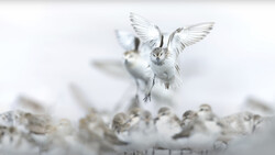 White bird in flight with wings spread above blurred snowy ground and background.