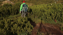 Hiker in bright green jacket and red hat walking through dense evergreen forest on dirt trail.