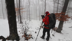 Photographer in red jacket and backpack with tripod in snowy forest with bare trees and fog.