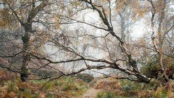 Bare birch trees with twisted branches spanning across a misty autumn woodland scene with faded golden foliage.
