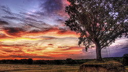 Large tree silhouetted against a dramatic sunset sky with vibrant orange and purple clouds.