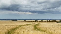 Golden grain field stretching toward horizon under dramatic storm clouds with scattered trees.