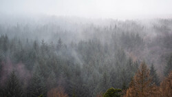 Dense coniferous forest shrouded in thick mist and fog, with evergreen trees fading into white atmospheric haze.
