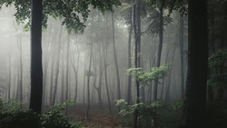 Misty forest with tall trees creating vertical lines through thick fog and dappled light filtering through canopy.