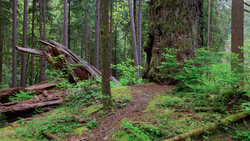Dense forest with towering conifers, fallen logs, and lush green understory vegetation covering the forest floor.