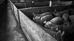 Pigs resting in concrete pens at a livestock facility, captured in black and white.