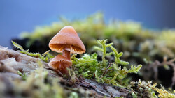 Small mushrooms with peachy-orange caps growing among vibrant green moss on a decaying log.