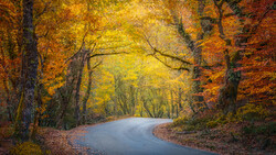 Curved road lined with autumn trees creating a natural tunnel of golden and orange foliage.
