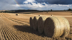 Round hay bales arranged in a harvested grain field under a dramatic cloudy sky.