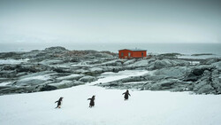 Four penguins walking across snow toward a red building on a rocky, glacial coastline.