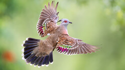 A dove in flight with wings spread, displaying vibrant purple, blue, and green iridescent feathers against a soft green background.
