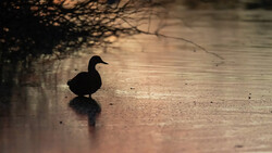 Silhouetted duck on shallow water with bare branches overhead creating dappled shadows.