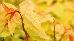 Yellow and orange autumn leaves covered in water droplets after rain.