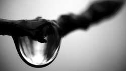 Water droplet hanging from a branch in black and white, backlit against a bright sky.
